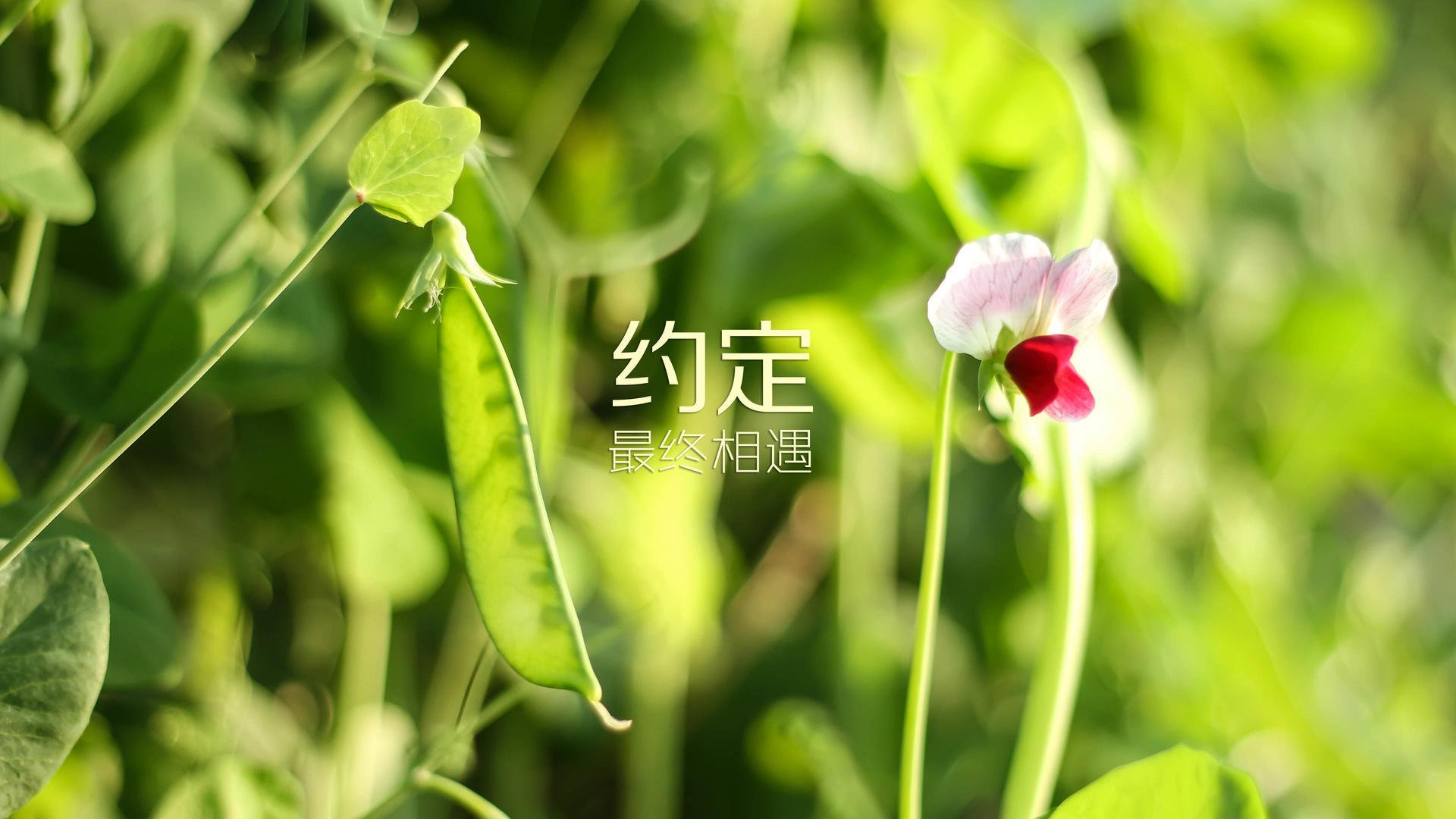 太阳翻盘勇士，季后赛首轮中杜兰特砍下47分，杜兰特伤退勇士遭太阳16分逆转