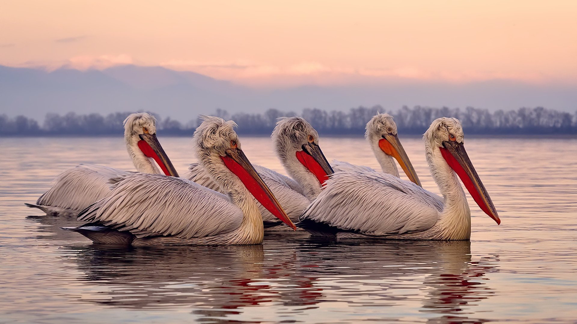 篮球运动员专项技能动作规范化训练体系,篮球运动员专项技能特征