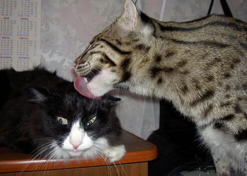 英超球队通过多变量分析构建个性化跑动优化方案,英超球队跑动距离统计