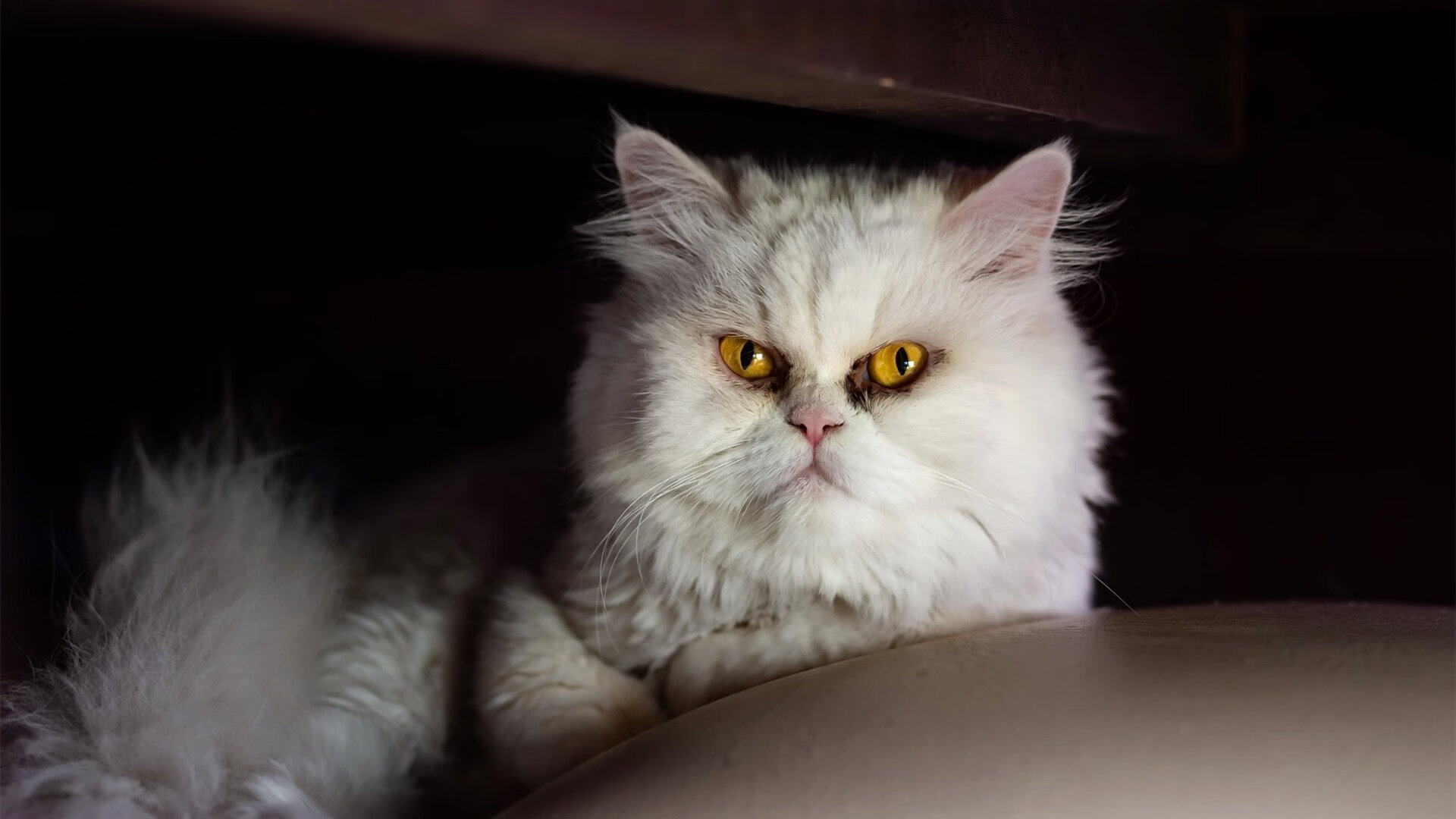 英超球队构建语义事件数据库用于VAR争议教学分析,2021年英超各球队英文简写