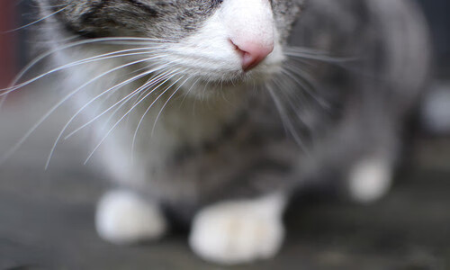 爱游戏电竞官网-中国男篮签约新体能教练 科学训练备战新赛季，中国男篮国家集训队教练