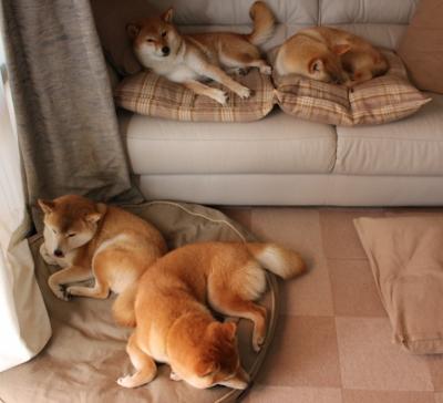 国家队防守切换未形成有效区域联动,未设置防守阵容无法申请