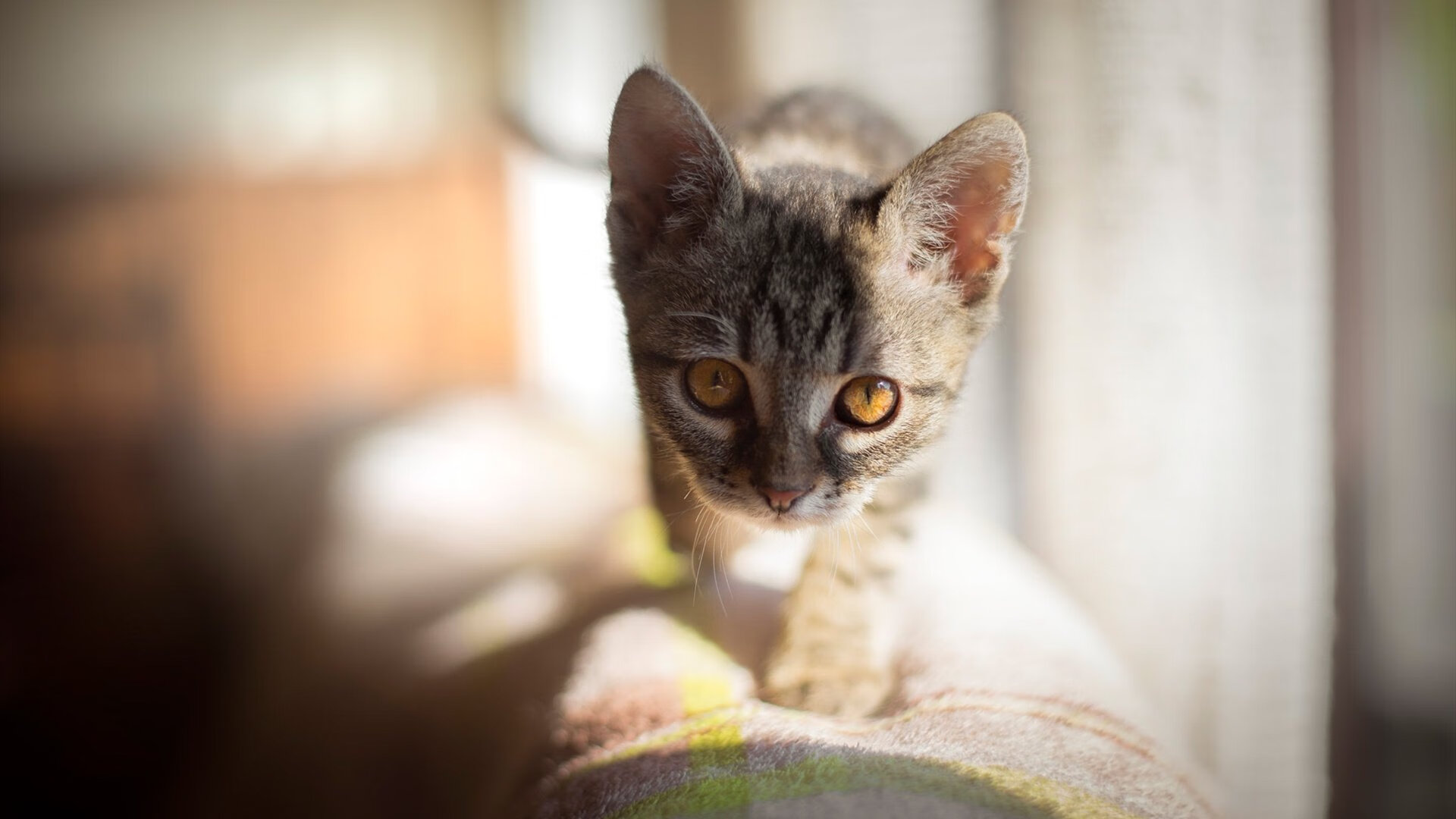 新闻中心拓展多元战略布局,多元化战略视角