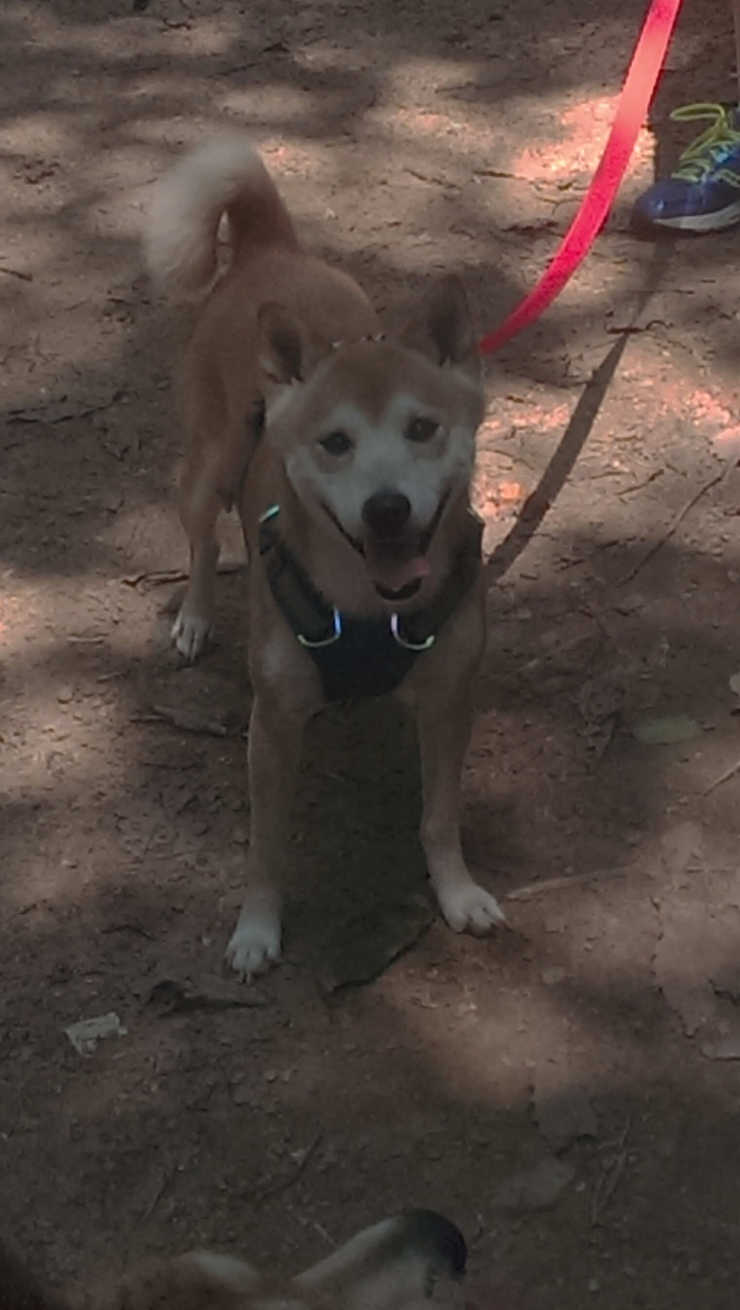 英雄联盟赛季MVP评选标准引发争议,英雄联盟mvp次数排名