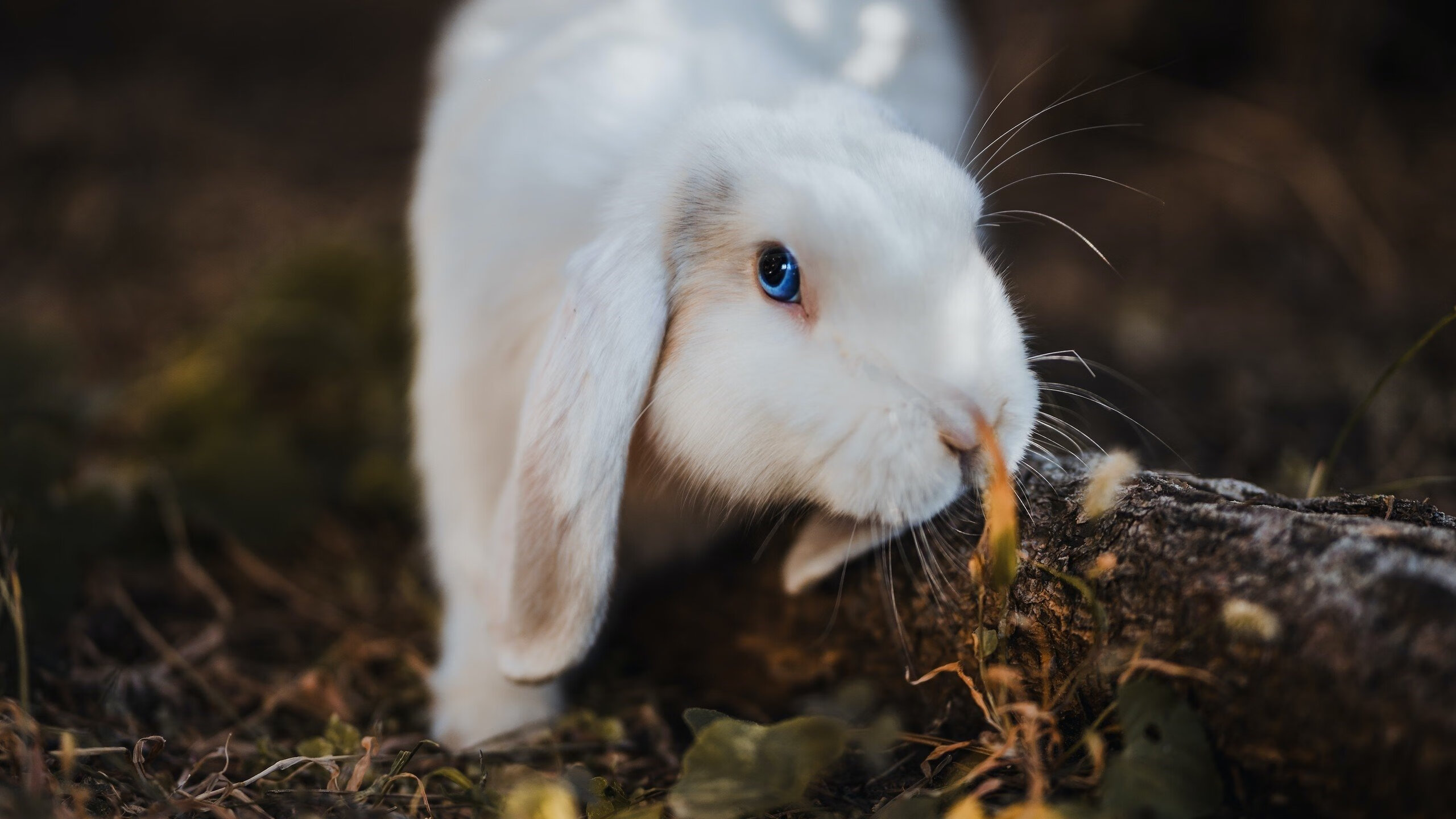 足球场馆运营效益低下阻碍发展,足球场馆的产业链分析