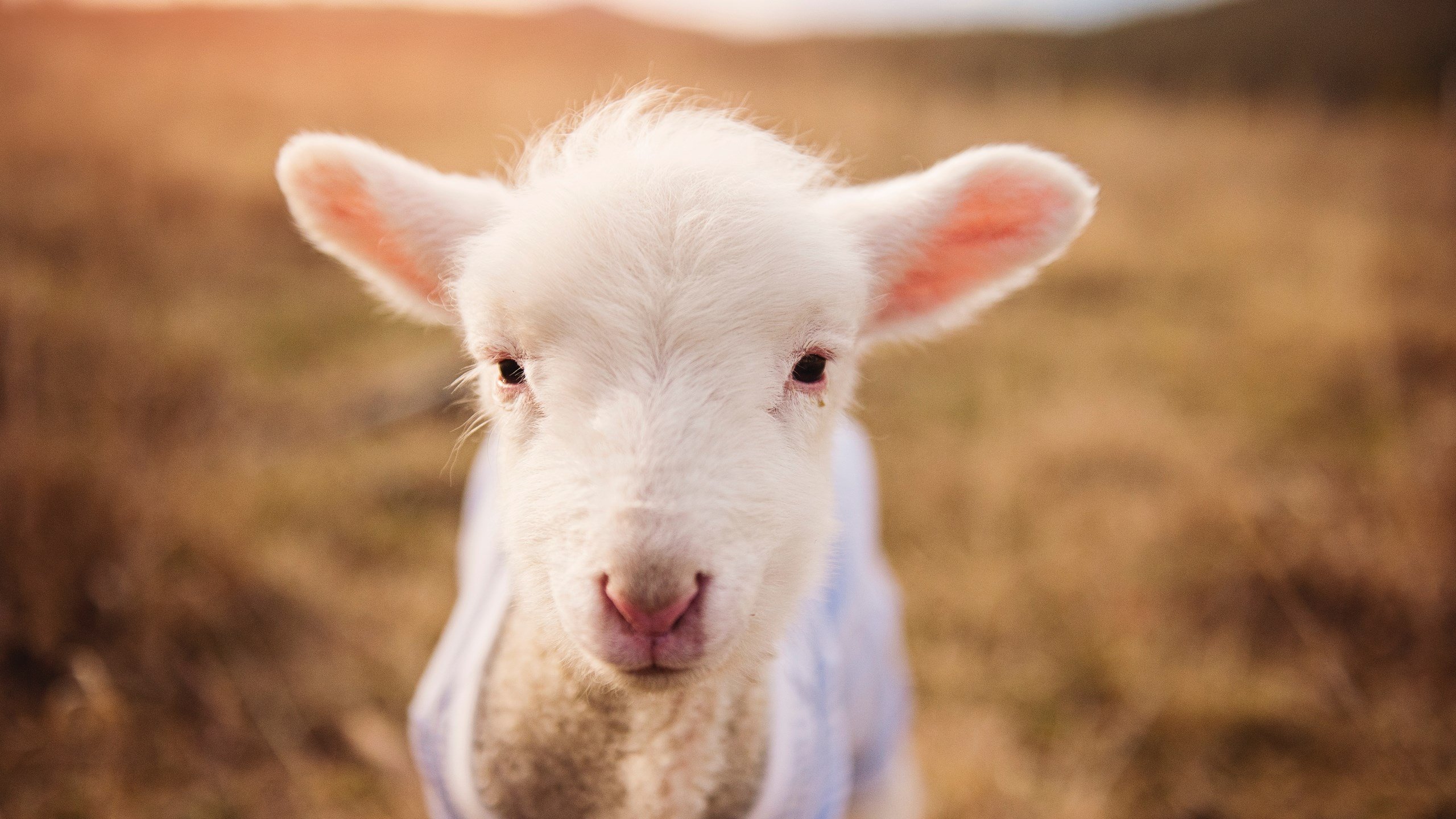 爱游戏体育（AYX）官方APP下载-东契奇表示保持侵略性是赢球关键，东契奇太牛了