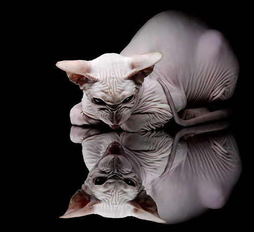 中立代表队B赛后分享团队备战心得