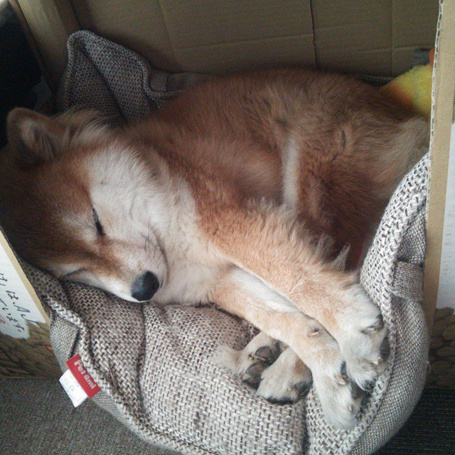 意甲精彩瞬间:攻防转换中的极致表演,意甲防守怎么这么严