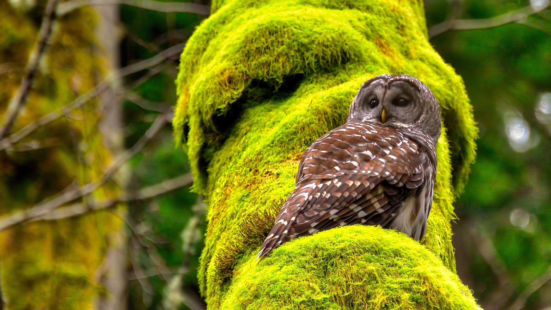 西甲超级战将:技能展示令人叹为观止,西甲 超级杯