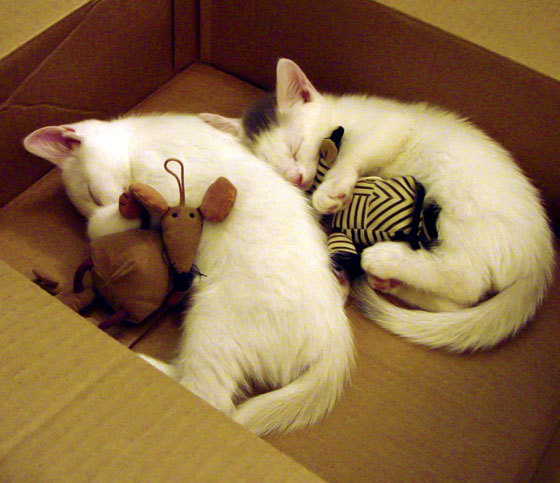 西班牙青年队在欧洲青年赛事中表现亮眼