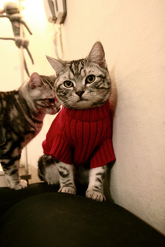 爱游戏娱乐平台-跳水技术全面韩国稳步提升，韩国跳水2021